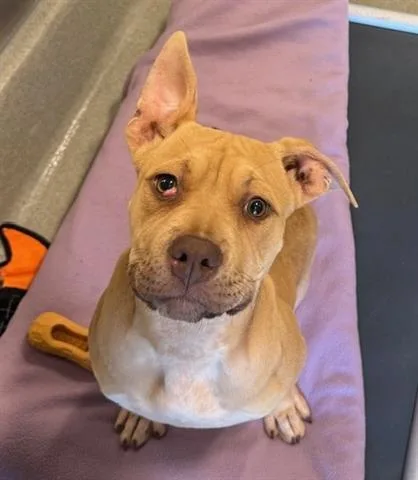 A baby small-sized female Pit Bull Terrier dog named Pooh Bear for adoption in San Martin, CA