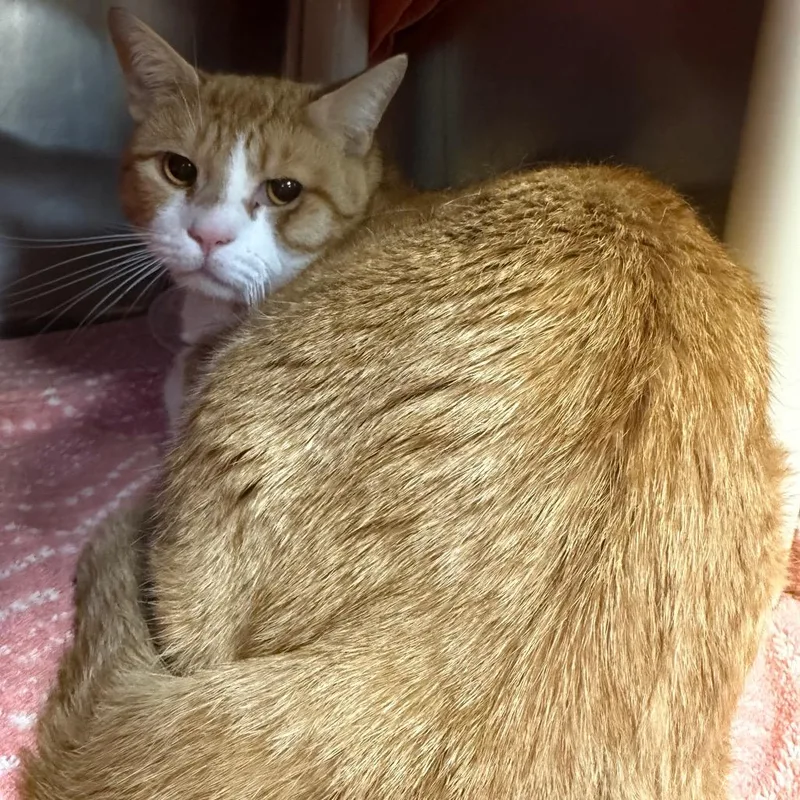 An adult large-sized male Orange / Red Domestic Short Hair cat named MONTStray for adoption in Perkiomenville, PA