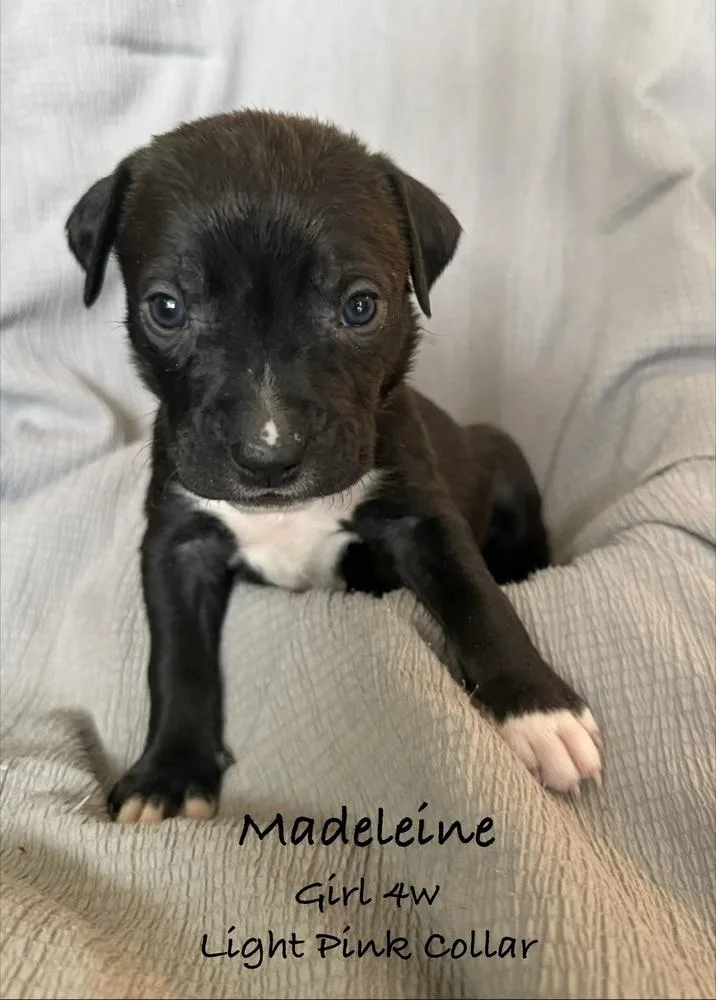 A baby small-sized female Tricolor (Brown, Black, & White) Pit Bull Terrier dog named Madeleine for adoption in Colorado Springs, CO