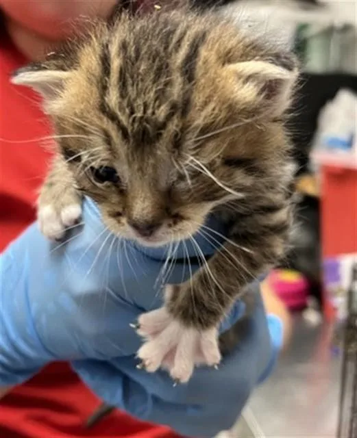 A baby small-sized female Domestic Short Hair cat named Sakura for adoption in San Bernardino, CA