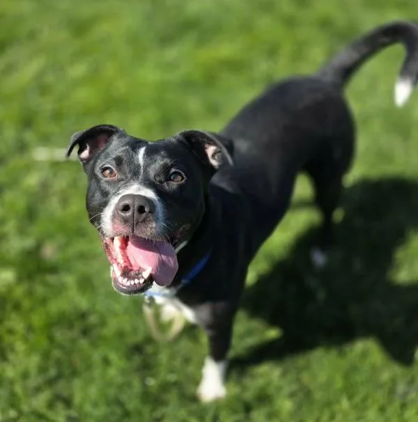 An adult large-sized female Pit Bull Terrier dog named Fanny for adoption in Vancouver, WA