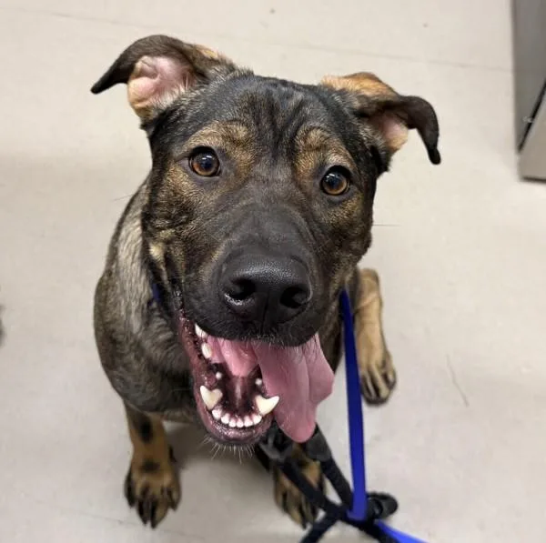 Roscoe