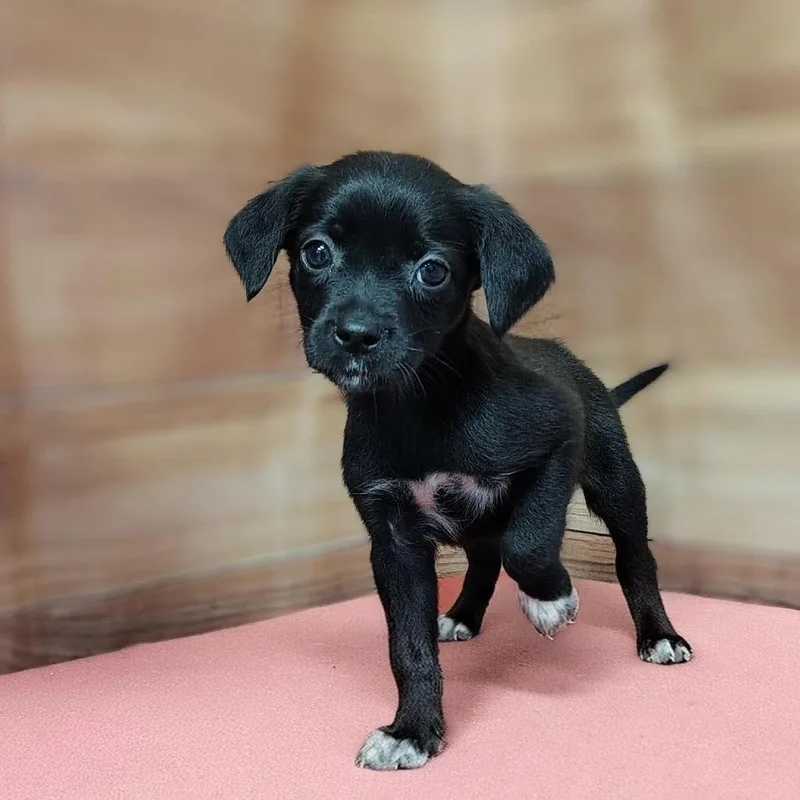 A baby medium-sized female Black Labrador Retriever dog named Josie for adoption in Griswold, CT
