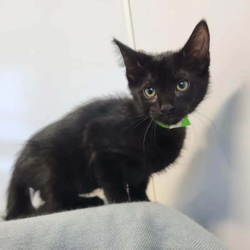 A baby small-sized female Tortoiseshell Domestic Short Hair cat named Finster for adoption in Fort Wayne, IN