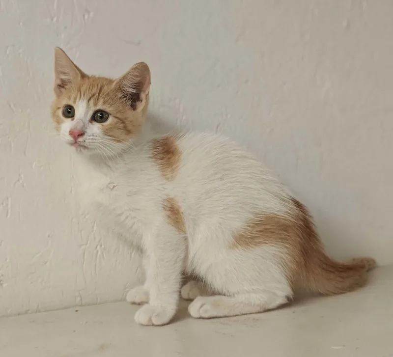 A baby medium-sized male Orange & White Domestic Medium Hair cat named Rowdy for adoption in Royal Palm Beach, FL