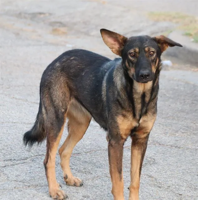 A young large-sized female Mixed Breed dog named Duchess for adoption in Dallas, TX