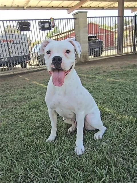 An adult medium-sized female Boxer dog named Oakley for adoption in Riverside, CA
