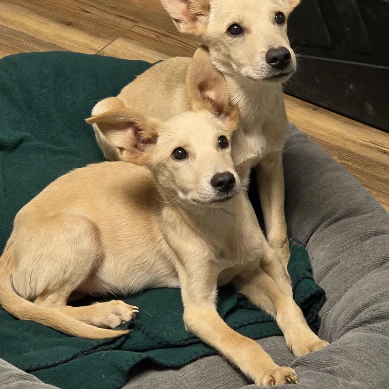 Waylon and Willie thumbnail 3