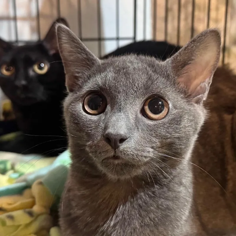 A young small-sized male Gray / Blue / Silver Domestic Short Hair cat named Knickknack for adoption in Salisbury, MA