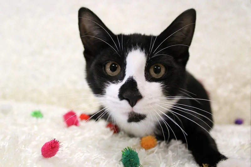 Penny Wise thumbnail 3