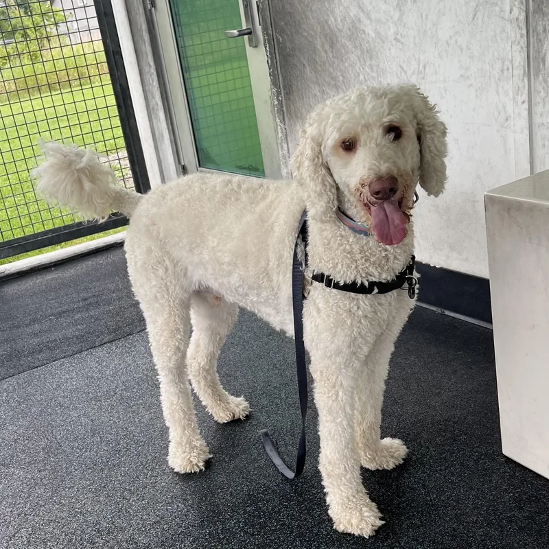 An adult large-sized male White / Cream Goldendoodle dog named Churro for adoption in Ithaca, NY