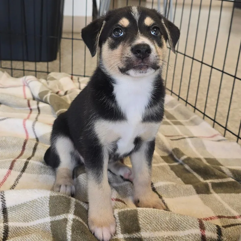 A baby small-sized female Black Border Collie dog named Aurora for adoption in Milan, IL