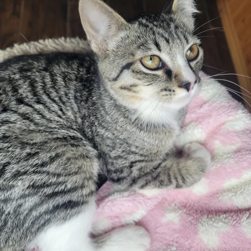 A young medium-sized female Tabby (Gray / Blue / Silver) Domestic Short Hair cat named River for adoption in Raymond, WA