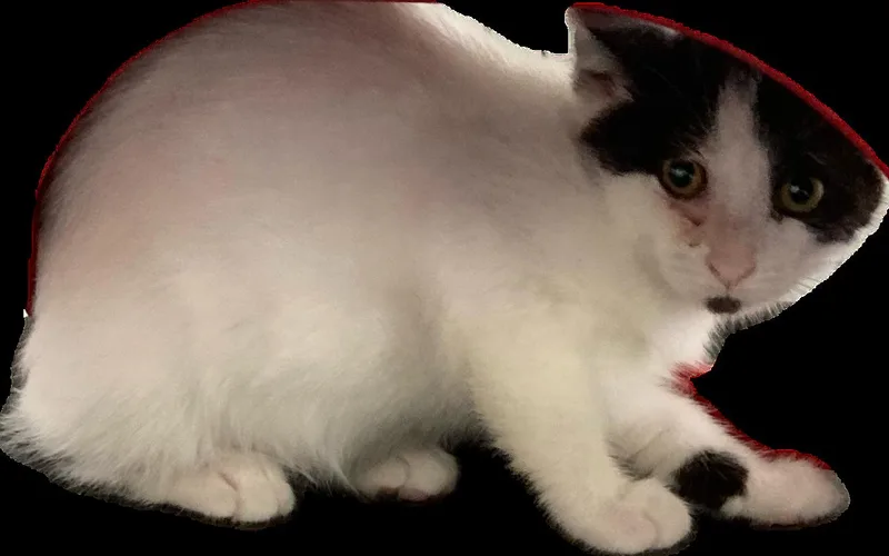 A young medium-sized male Black & White / Tuxedo Domestic Short Hair cat named Wilson kids bonded in for adoption in Macedonia, OH