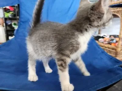 A baby small-sized female Domestic Short Hair cat named Sharky for adoption in Wilkesboro, NC