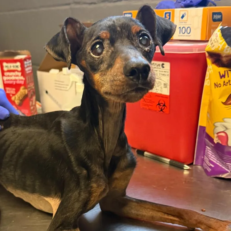 An adult small-sized male Black Miniature Pinscher dog named Clyde for adoption in Tuscaloosa, AL