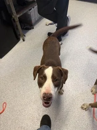 An adult medium-sized male Mixed Breed dog named Jerry for adoption in Roseburg, OR