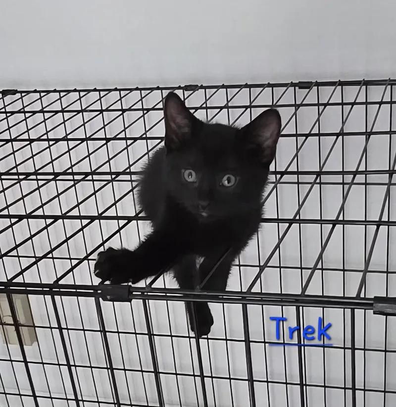 A baby small-sized male Black Domestic Short Hair cat named Trek for adoption in Lorain, OH