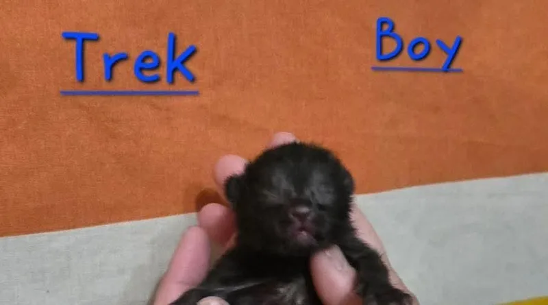 Trek thumbnail 2