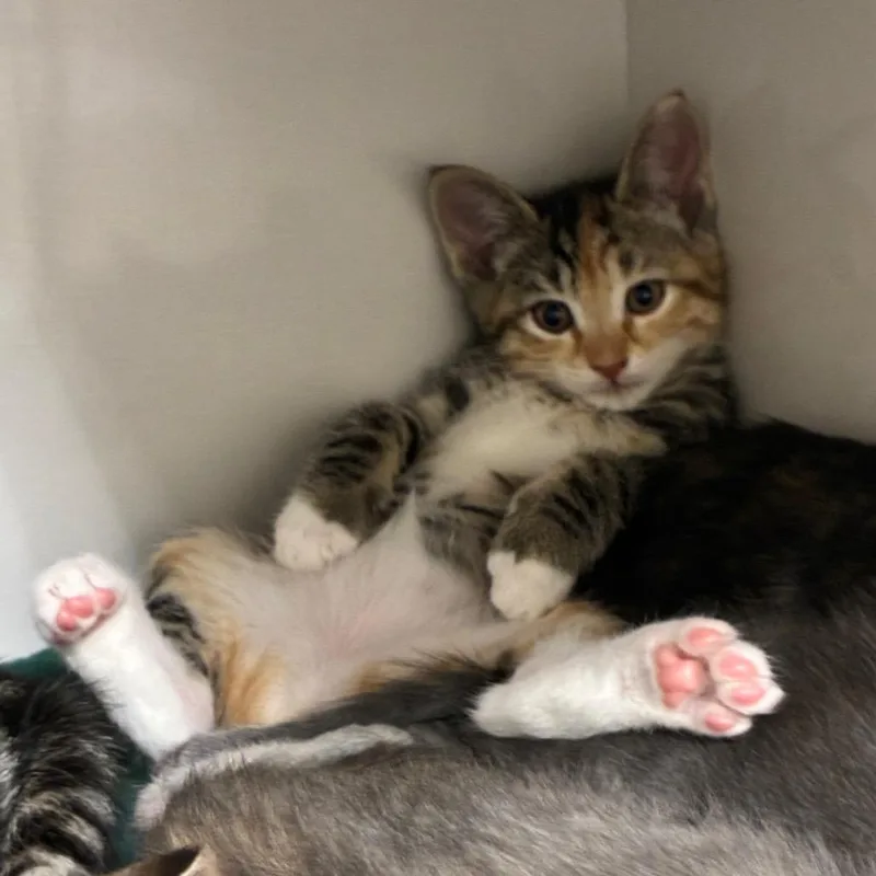 A baby small-sized female Calico Domestic Short Hair cat named Happy for adoption in Redwood City, CA