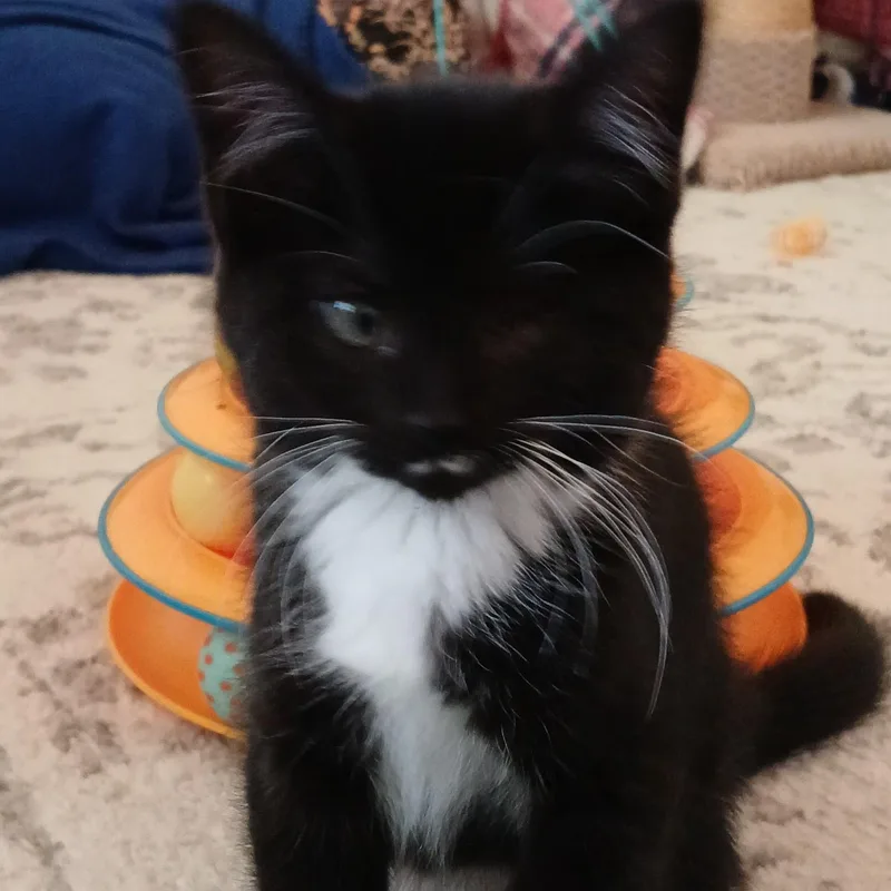 A baby medium-sized female Black & White / Tuxedo Domestic Short Hair cat named Amelia for adoption in Germansville, PA