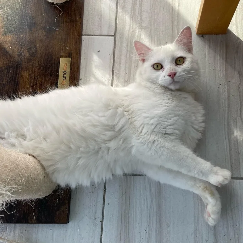A senior small-sized male White Domestic Short Hair cat named Polar Bear Miller for adoption in Woodstock, VA