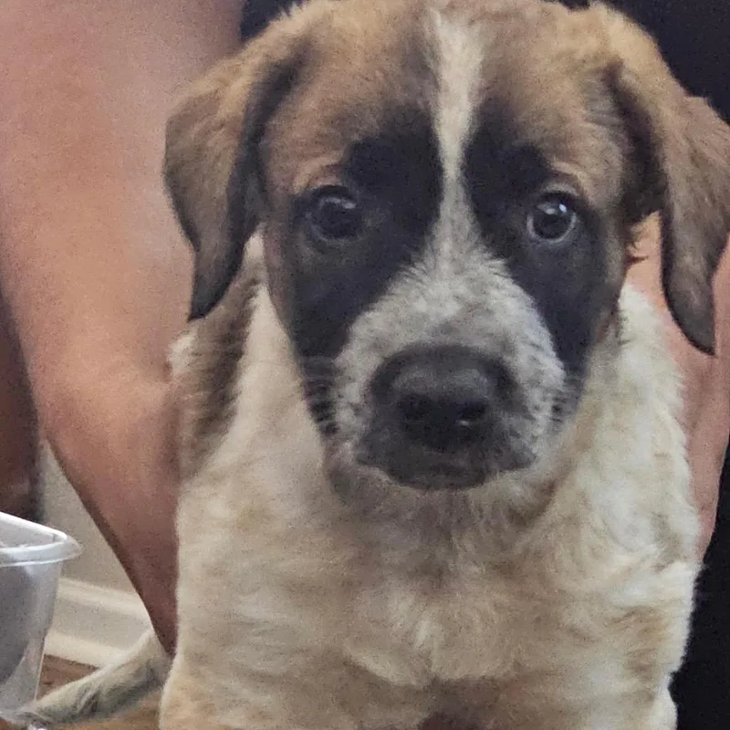 A baby medium-sized male Black Shepherd dog named Dean for adoption in Phoenix, AZ