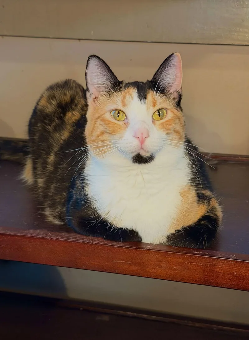 Mona Lisa thumbnail 2