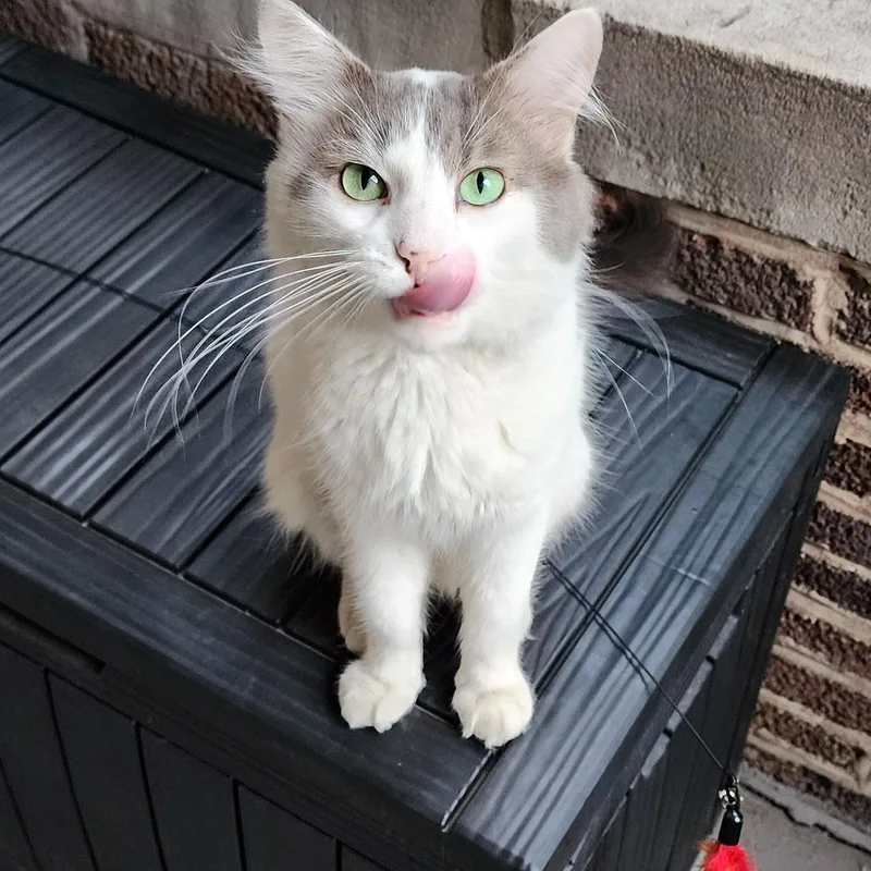 An adult medium-sized male Gray & White Domestic Medium Hair cat named Malcolm for adoption in Chicago, IL