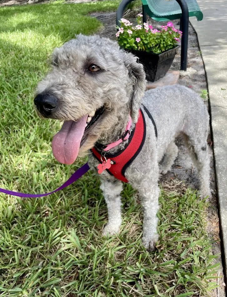 A young medium-sized female Brown / Chocolate Goldendoodle dog named Violet Rose for adoption in Orlando, FL