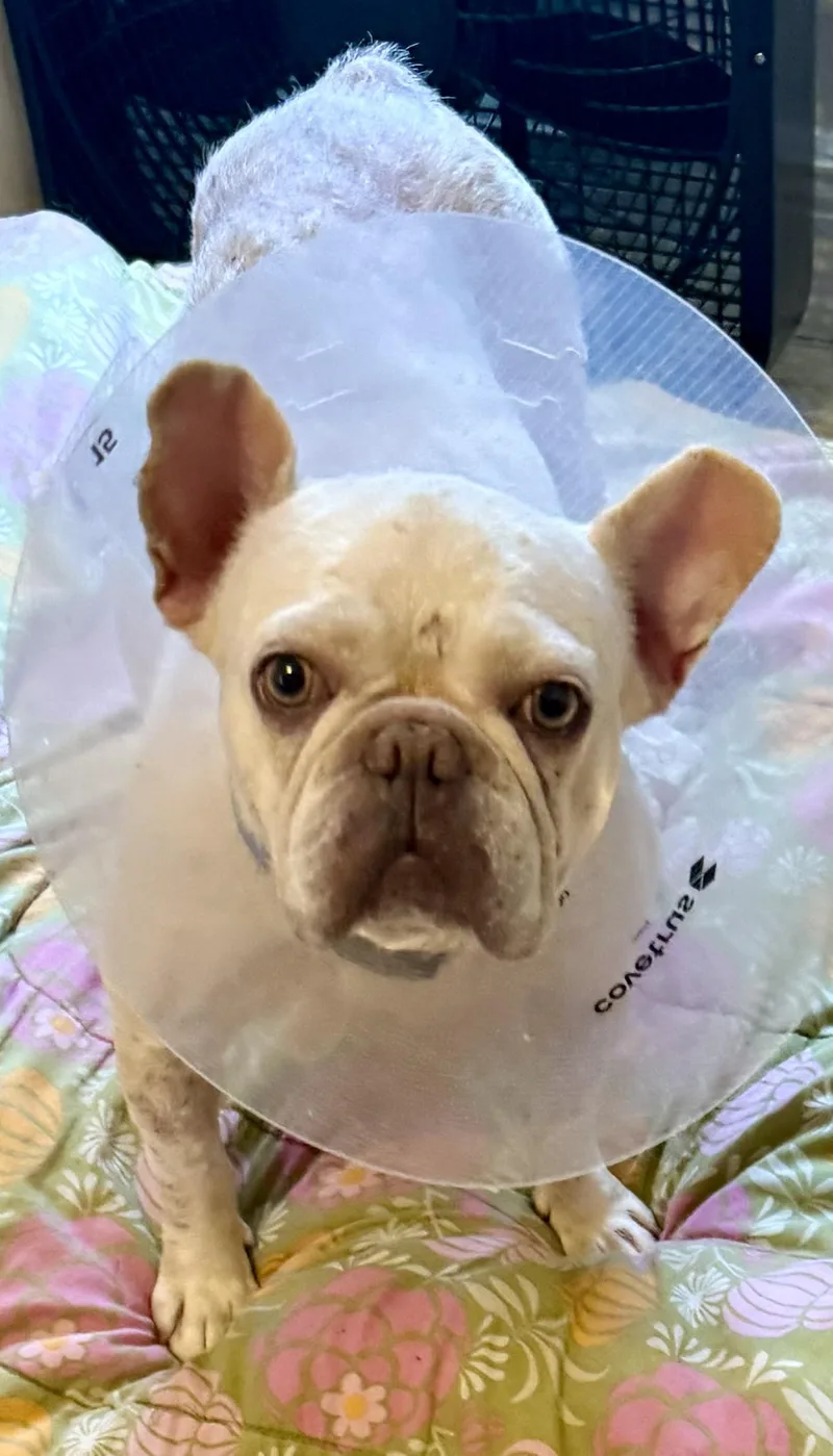 A young small-sized female White / Cream French Bulldog dog named Purebred Female French Bulldog for adoption in Boca Raton, FL