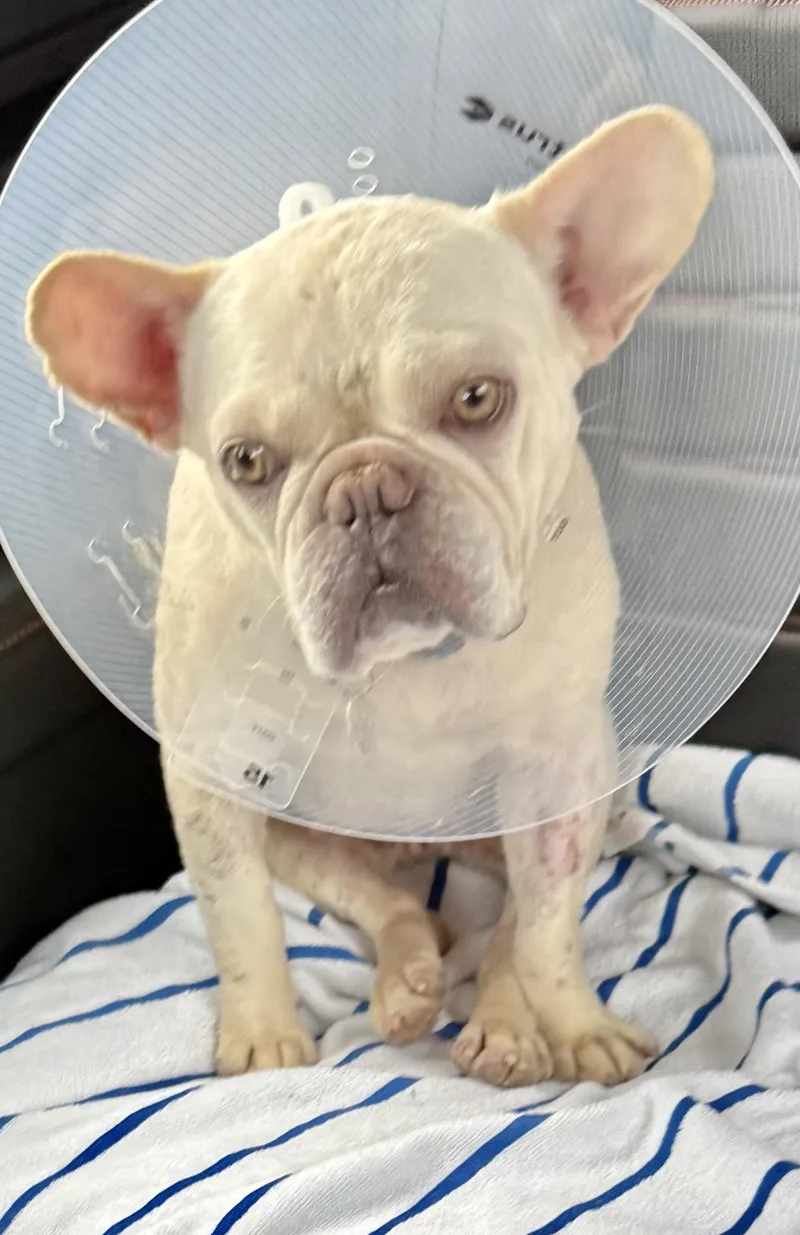 Purebred Female French Bulldog thumbnail 2