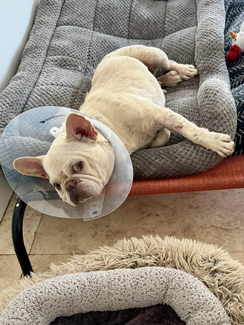 Purebred Female French Bulldog thumbnail 3