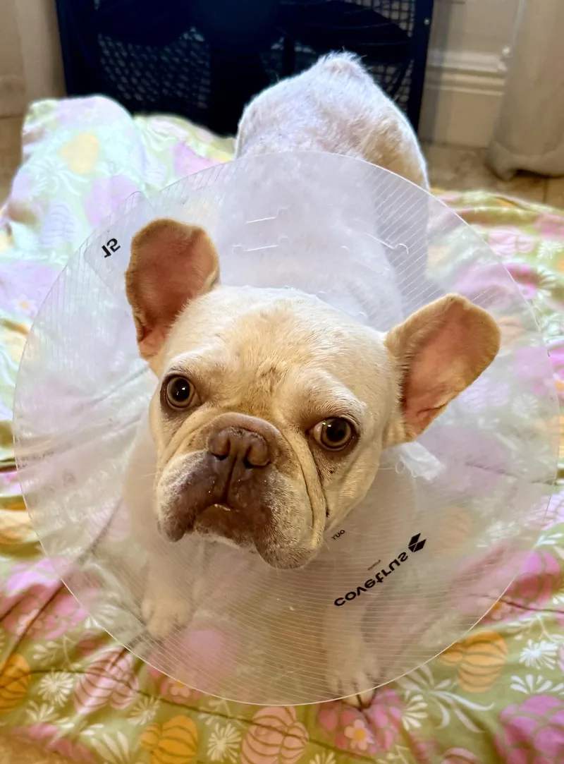 Purebred Female French Bulldog thumbnail 4