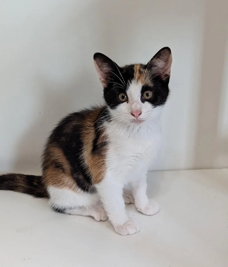 A young medium-sized female Domestic Short Hair cat named Patches for adoption in McKinney, TX