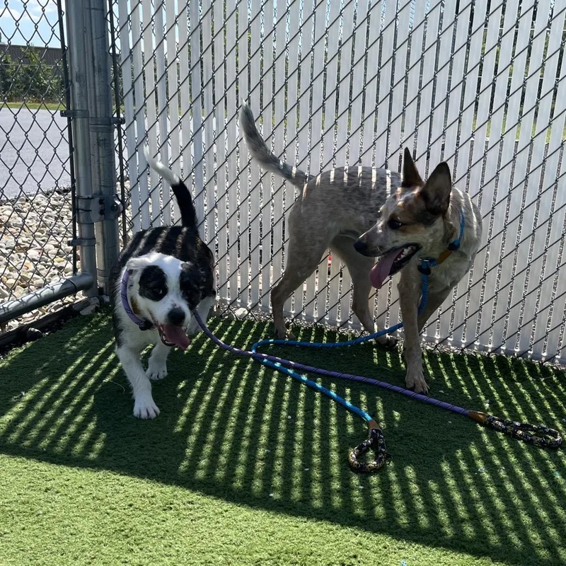A young medium-sized female Red / Chestnut / Orange Cattle Dog dog named Romona for adoption in Bristol, IN