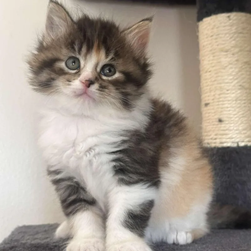 A baby small-sized female Calico Domestic Short Hair cat named Enya for adoption in Forest Park, IL