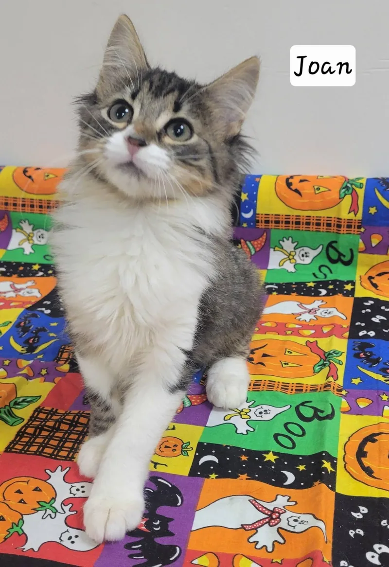 A baby medium-sized female Domestic Medium Hair cat named Joan for adoption in LaPlace, LA
