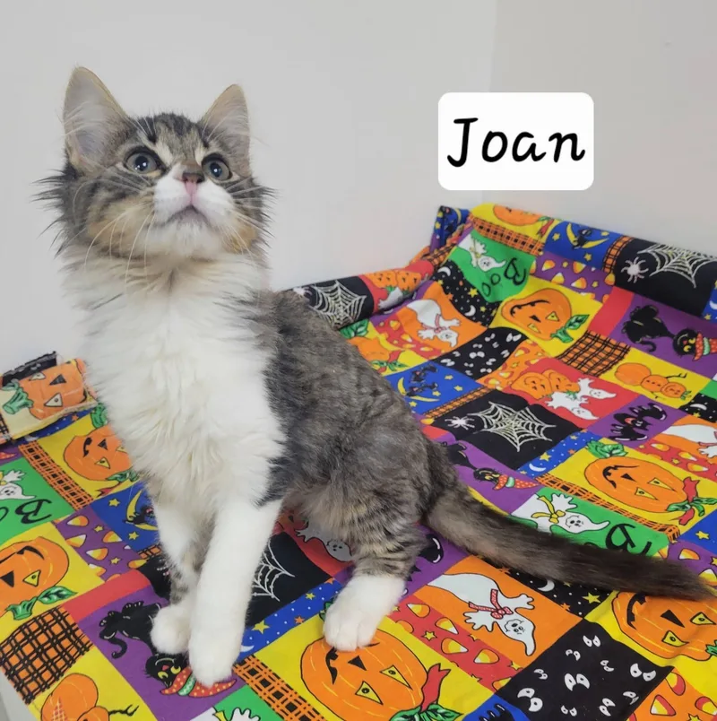 Joan thumbnail 5