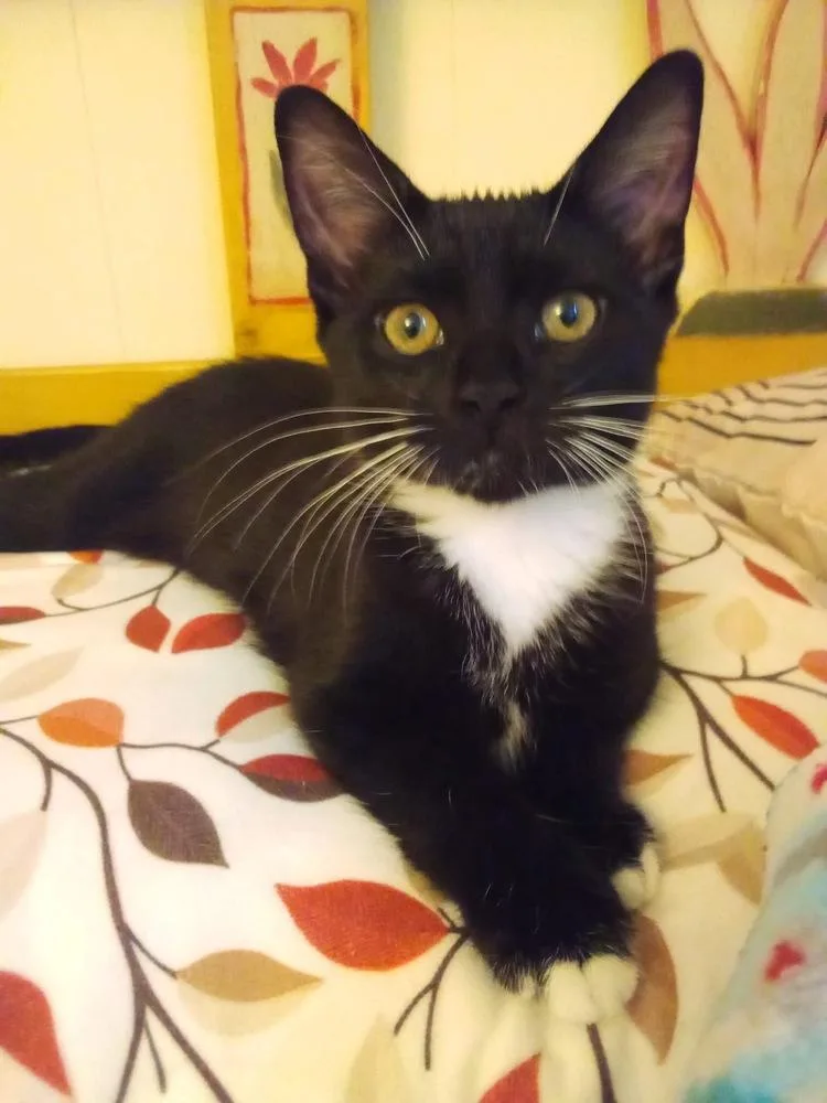 A baby small-sized female Black & White / Tuxedo Domestic Short Hair cat named Dumpster Fire for adoption in Warren, CT