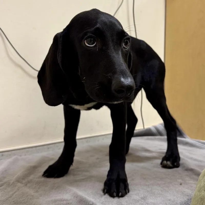A baby medium-sized male Black Labrador Retriever dog named George Knightly for adoption in Baltimore, MD