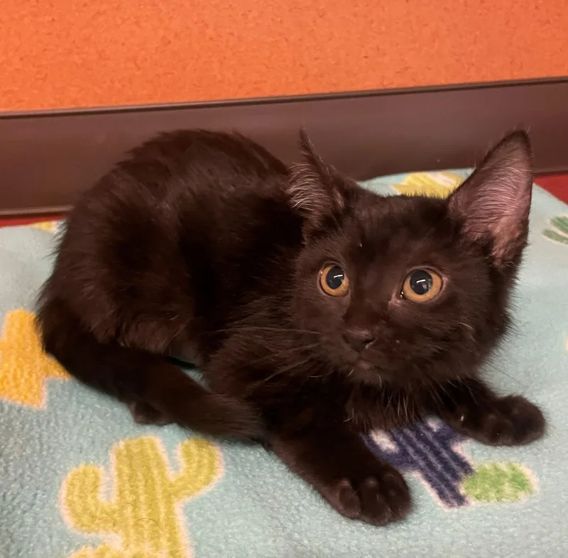 A baby small-sized female Black Domestic Short Hair cat named Peninsula for adoption in Rochester, MN