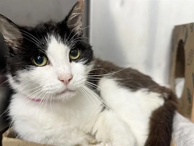 A young small-sized female Domestic Short Hair cat named Vega for adoption in Saint Louis, MO