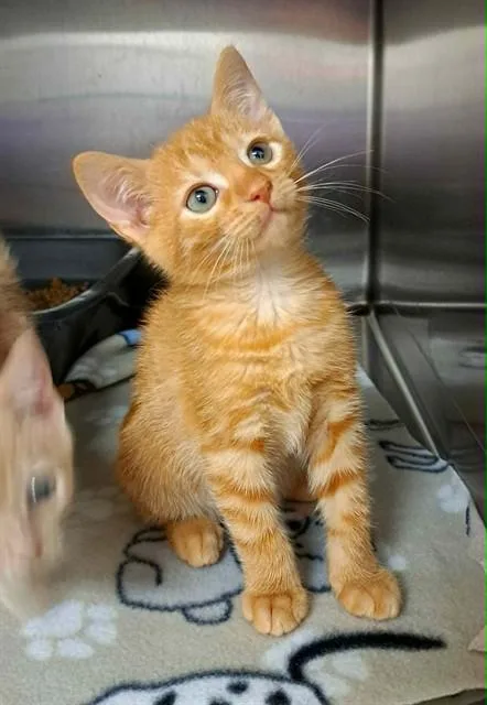 A baby small-sized male Domestic Short Hair cat named Mockingbird for adoption in Easton, MD