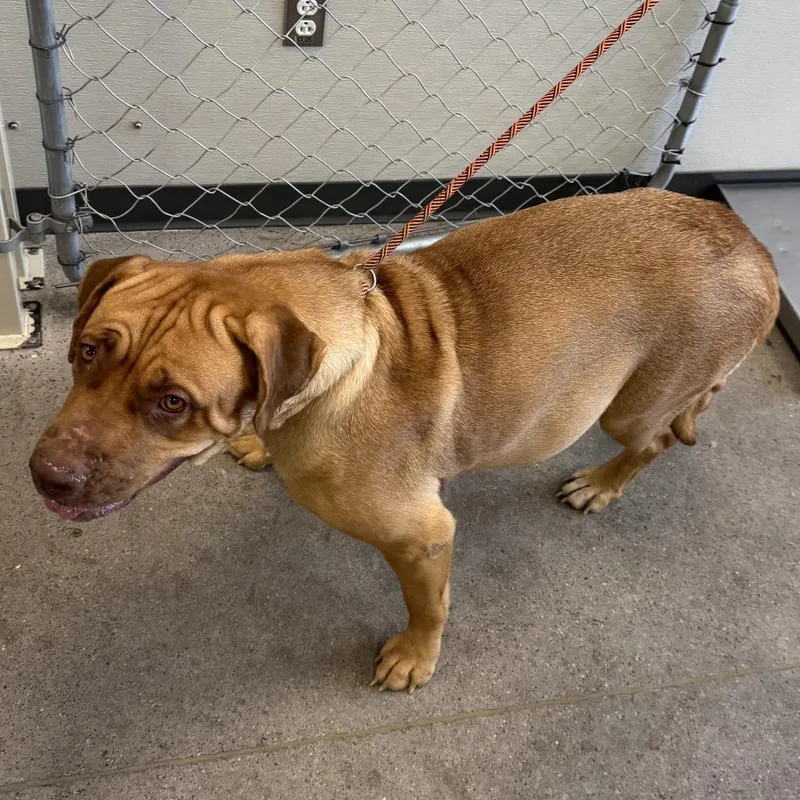 A young large-sized female Mixed Breed dog named Oro for adoption in Las Cruces, NM