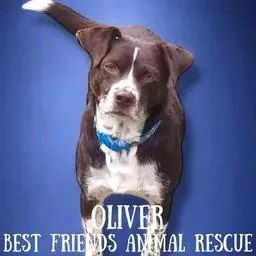 Oliver