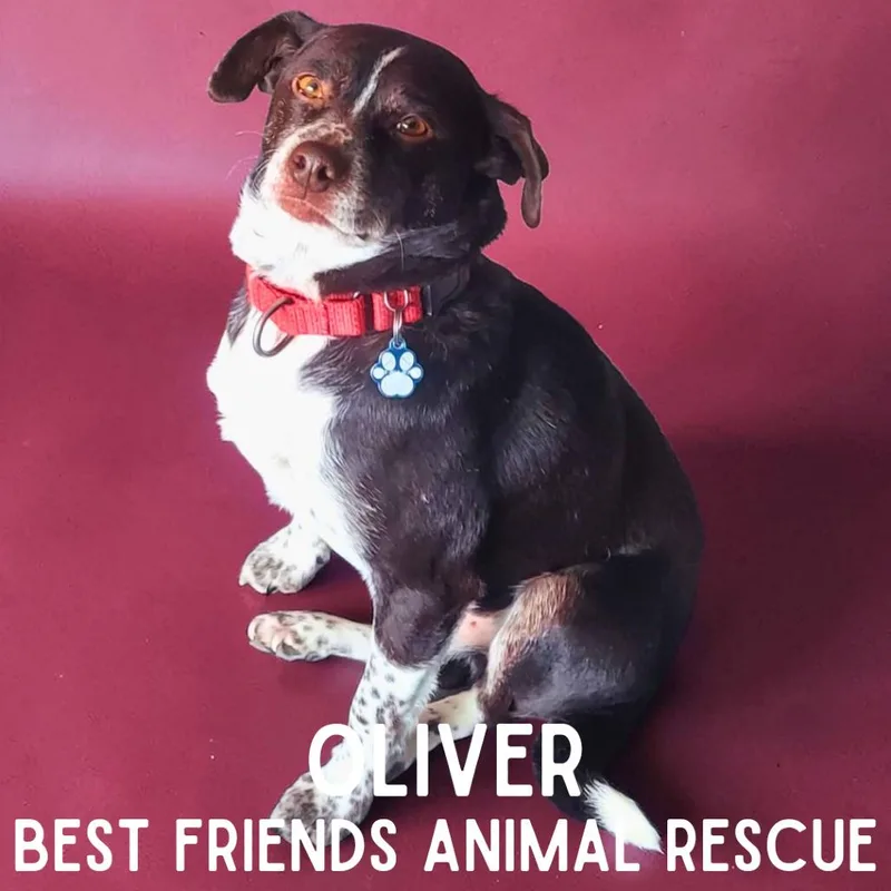 Oliver thumbnail 3