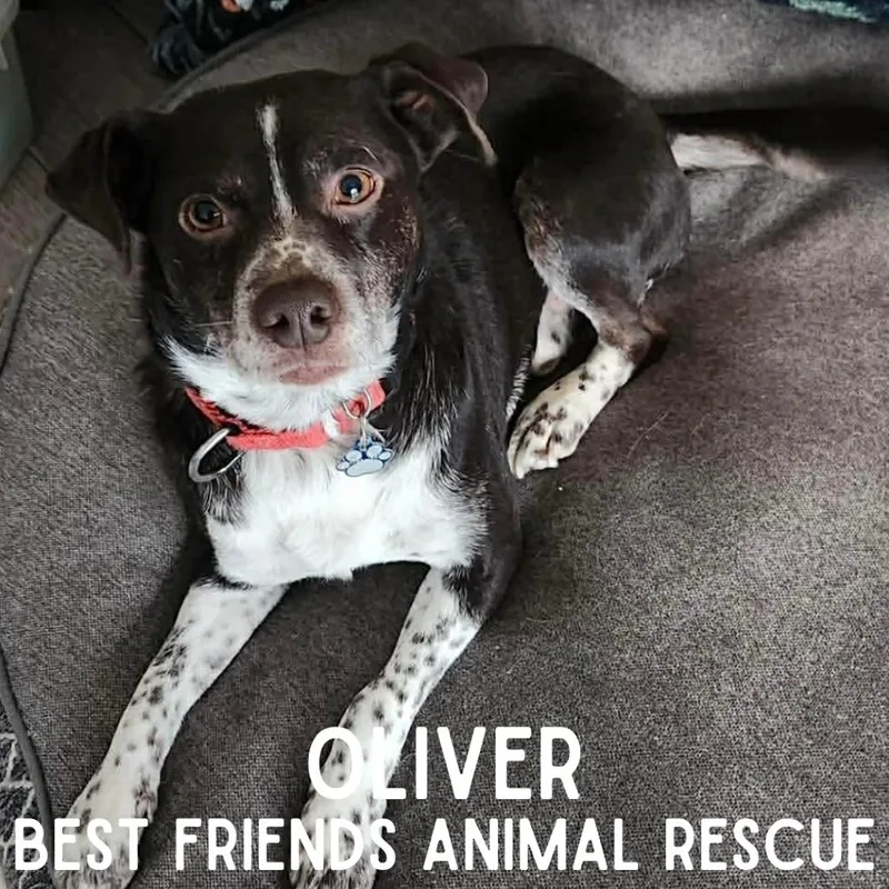 Oliver thumbnail 4