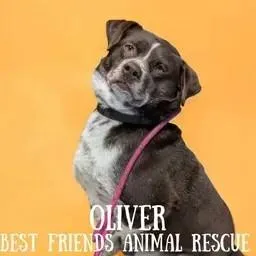 Oliver thumbnail 5