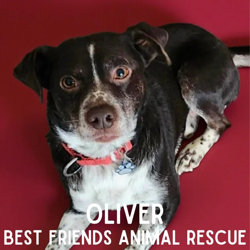 Oliver thumbnail 6